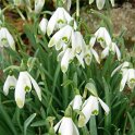Galanthus nivalis